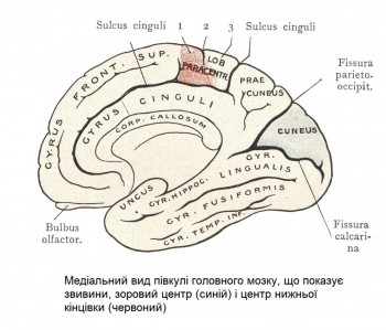 Медіальний вид півкулі головного мозку, що показує звивини