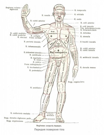 Передня поверхня людського тіла