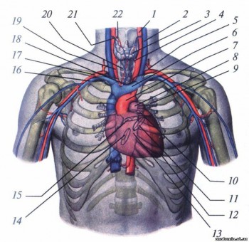 Проекція серця, серцевих стулок і магістральних судин