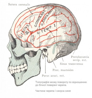 Топографія мозку