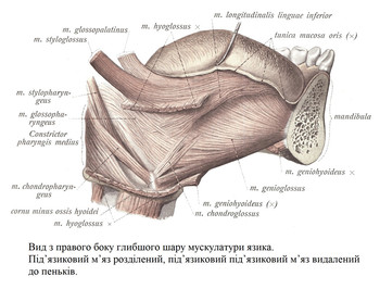 Вид з правого боку глибшого шару мускулатури язика
