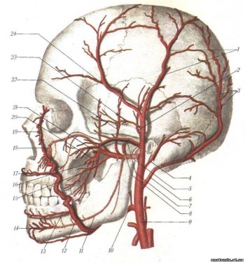Артерії лицевого і мозкового відділів голови