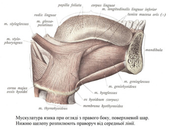 М'язи язика при огляді з правого боку, поверхневий шар.