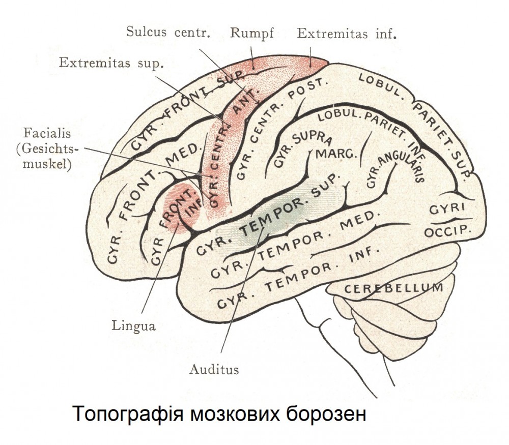 Топографія мозкових борозен