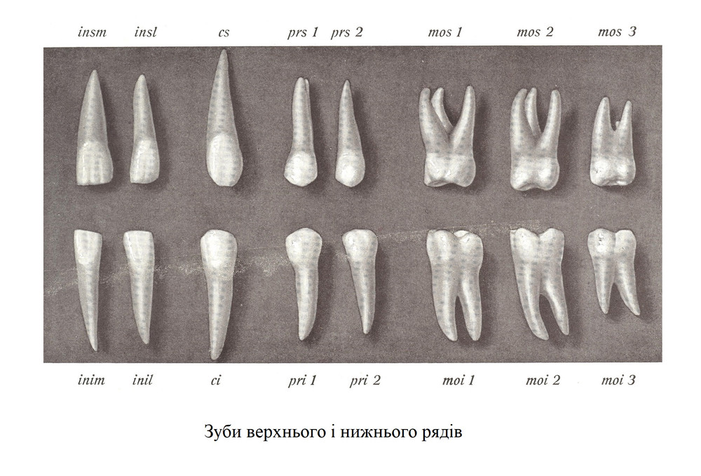 Зуби верхнього і нижнього рядів