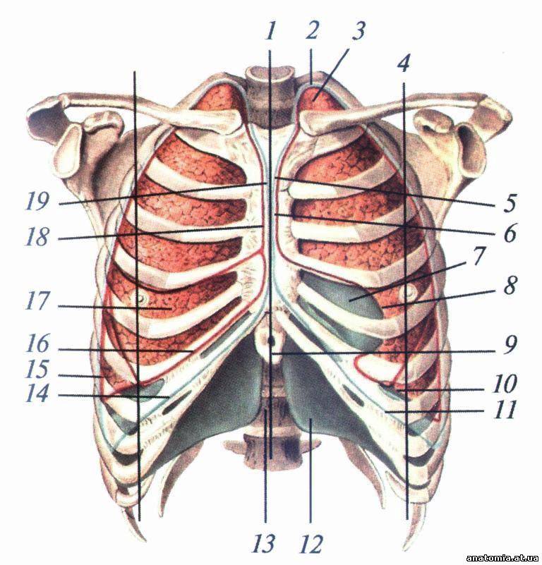 Грудной орган. Проекция границ легких и плевры. Скелетотопия купола плевры. Топография грудной клетки ребра Грудина. Грудная клетка скелетотопия.
