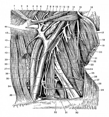 Топография сосудов и нервов бокового шейного треугольника