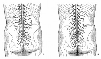 Различия в строении задних ветвей поясничных и крестцовых нервов
