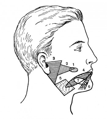 Зоны лица, в пределах которых проецируются слюнные железы и их протоки