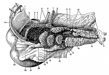 Нервы поджелудочной железы — plexus pancreaticus anterior