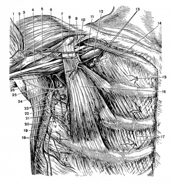 Топография сосудов и нервов передне-боковой грудной стенки