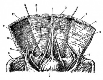 Складки и ямки на задней поверхности передней брюшной стенки