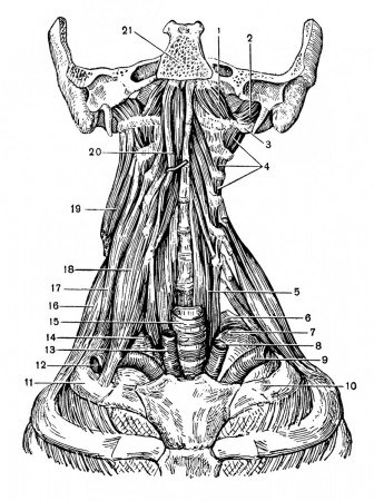 Глубокие мышцы шеи и лестнично-позвоночный треугольник