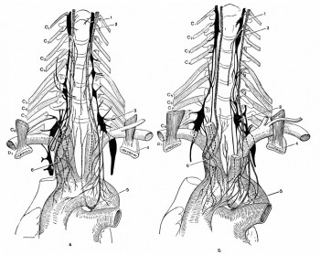 Различия в строении пограничного ствола симпатического нерва на шее