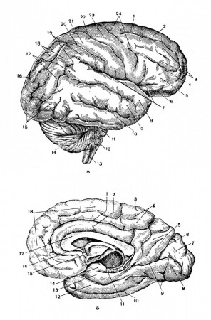 Борозды и извилины полушария головного мозга