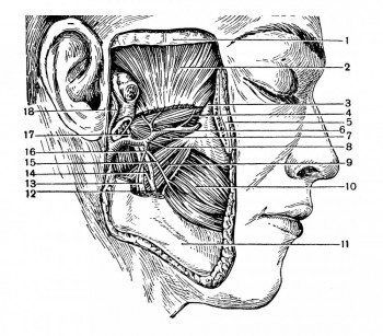 Топография глубокого отдела боковой области лица