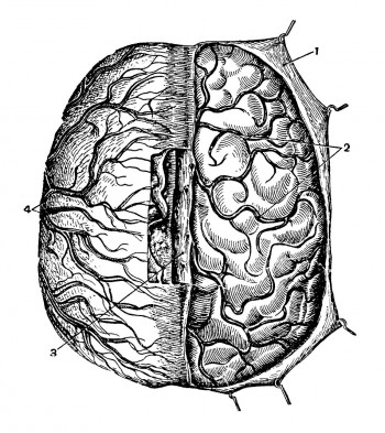 Вены верхней поверхности мозга