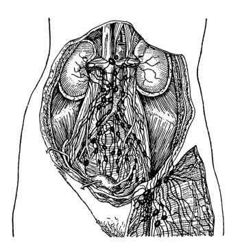 Лимфатические сосуды почек, матки с ее придатками и  половых органов