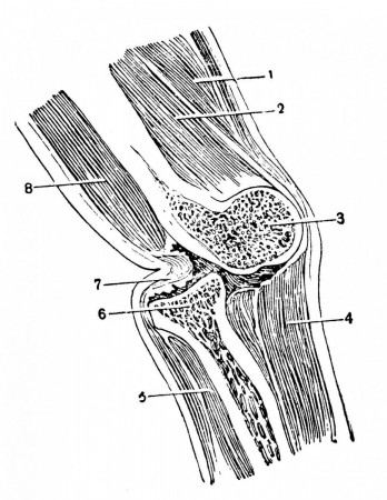 Положение лучевой кости при заднем вывихе правого локтевого сустава