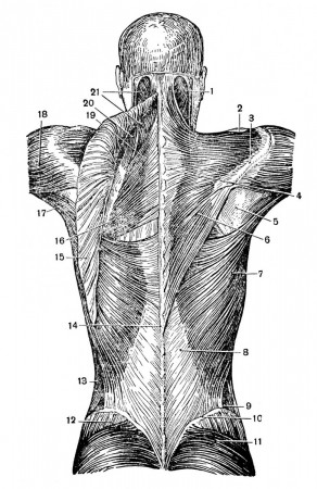 Поверхностные мышцы спины, первый и второй слои поясничный треугольник