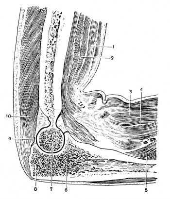 Парасагиттальный распил правого локтевого сустава