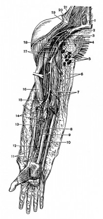 лимфатические сосуды и узлы верхней конечности