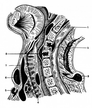 Схема расположения абсцессов шеи