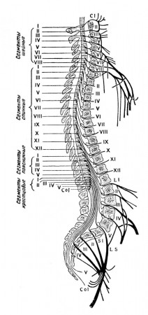 сегменты спинного мозга, корешки, дужки и остистые отростки позвонков