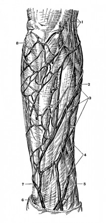 Поверхностные вены и нервы правой задней области предплечья.