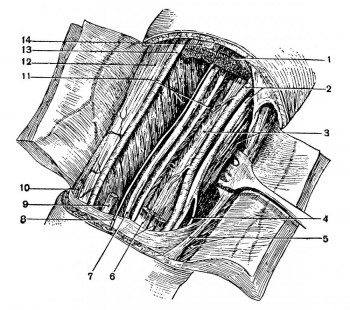 Сосудисто-нервные пучки в средней трети правого предплечья