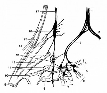 Plexus hypogastricus dexter и nn. splanchnici sacrales dextri