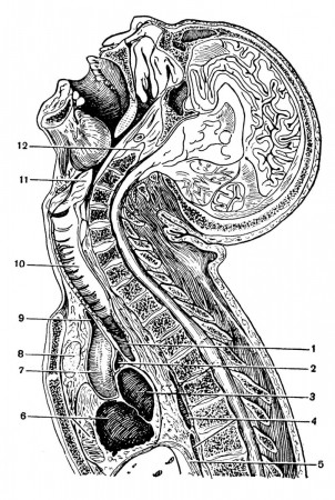 Положение органов шеи, шейных и грудных позвонков