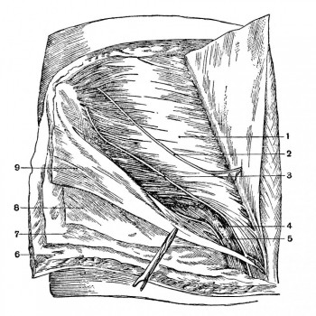 Топография паховой области, второй мышечный слой