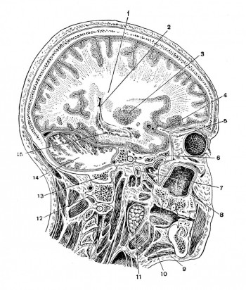 парасагиттальный разрез головного мозга по Н. И. Пирогову