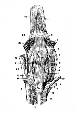 Связки коленного сустава. Правый сустав; вид спереди.