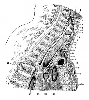 Клетчаточные пространства шеи на сагиттальном распиле