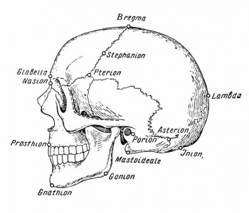 Граница между мозговым и лицевым отделом черепа (пунктирная линия)
