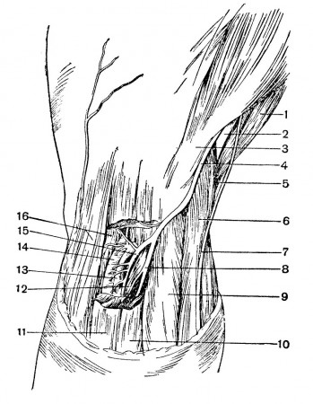Топография n. peroneus communis и его ветвей в верхней трети голени