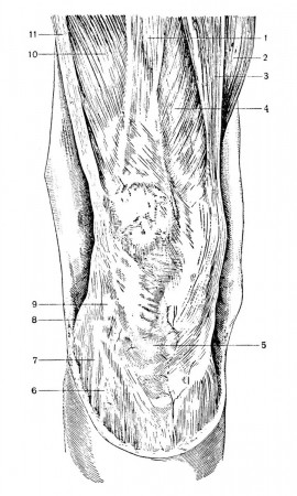 Передняя область колена (правая сторона)