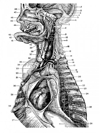 Топография органов шеи, переднего и заднего средостения