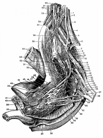 Plexus praeaorticus abdominalis, praelumbosacralis; haemorrhoidalis