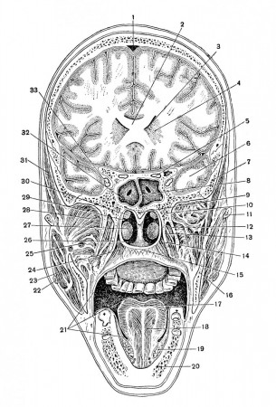 Фронтальный разрез мозга по Н. И. Пирогову