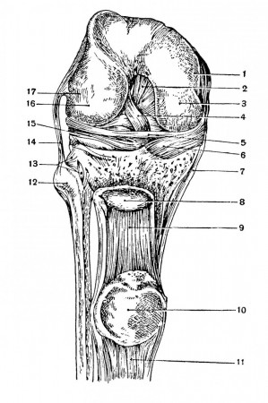 Правый коленный сустав спереди