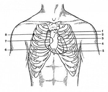 Границы сердца и проекции на переднюю грудную стенку