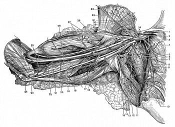 Топография сосудов и нервов в подмышечной и плечевой областях