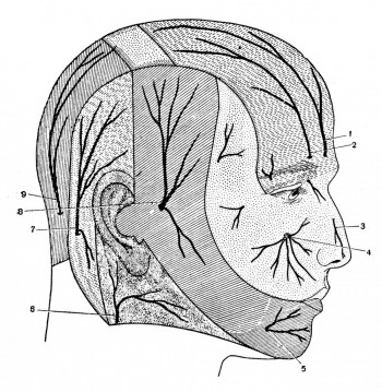 Схема иннервации кожи головы