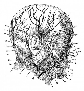 Сосуды, нервы и мышцы лица (по П. А. Куприянову).