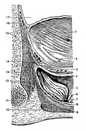 Полость мужского таза на фронтальном распиле