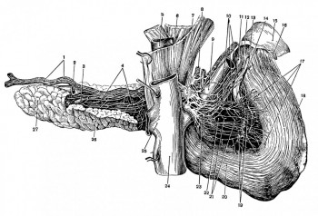 Нервы двенадцатиперстной кишки и поджелудочной железы