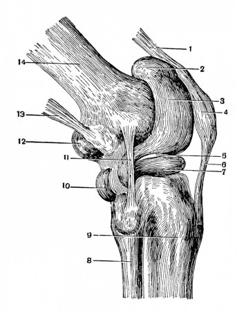 Завороты правого коленного сустава